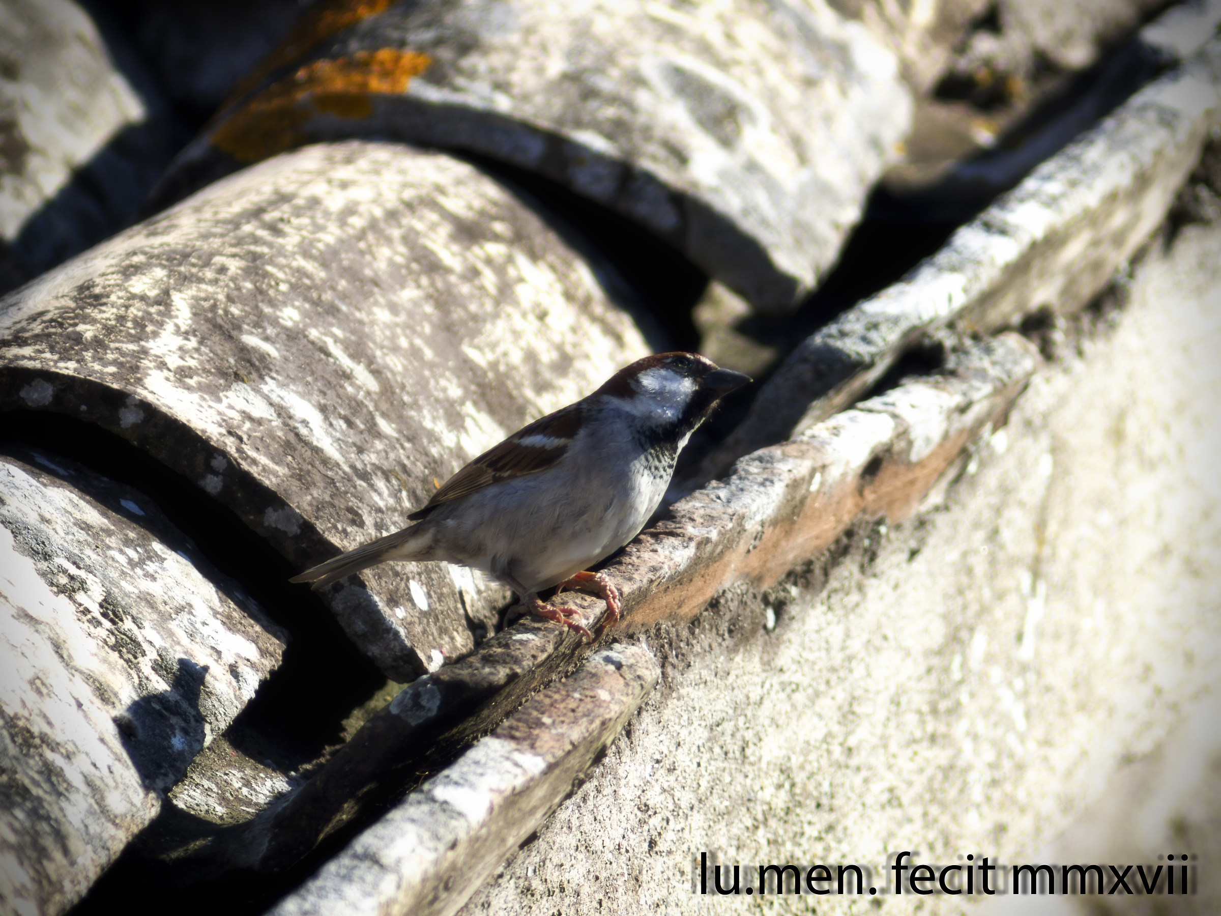 Passer montanus (Passera mattugia)