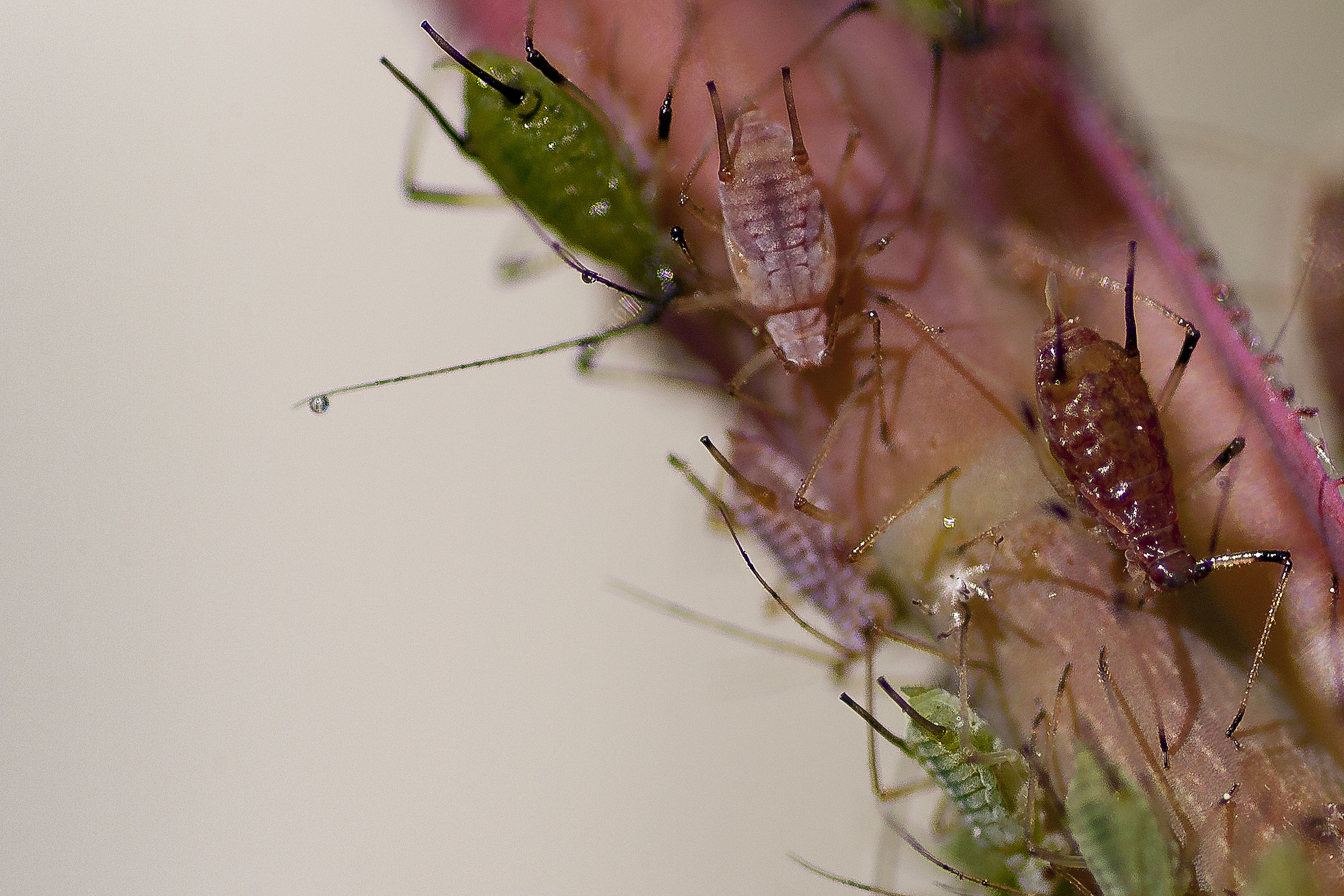 aphids