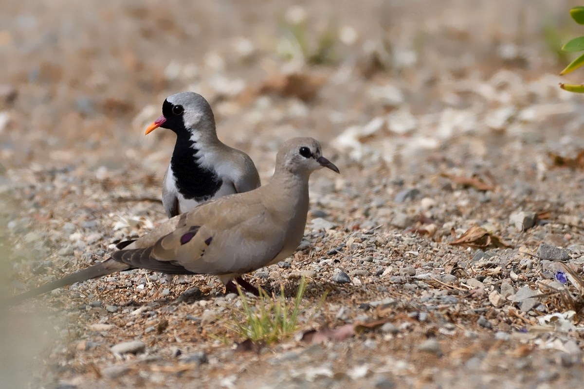 tortora maschera di ferro