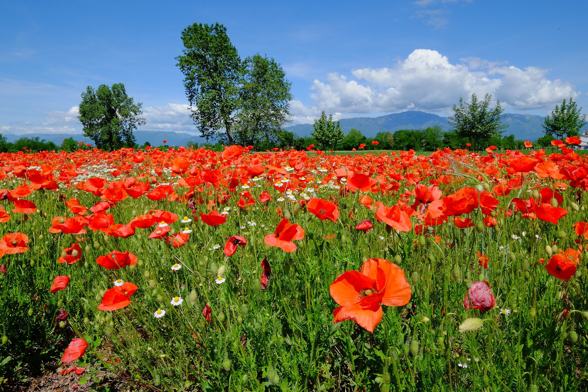 mare rosso sulla pianura riesina