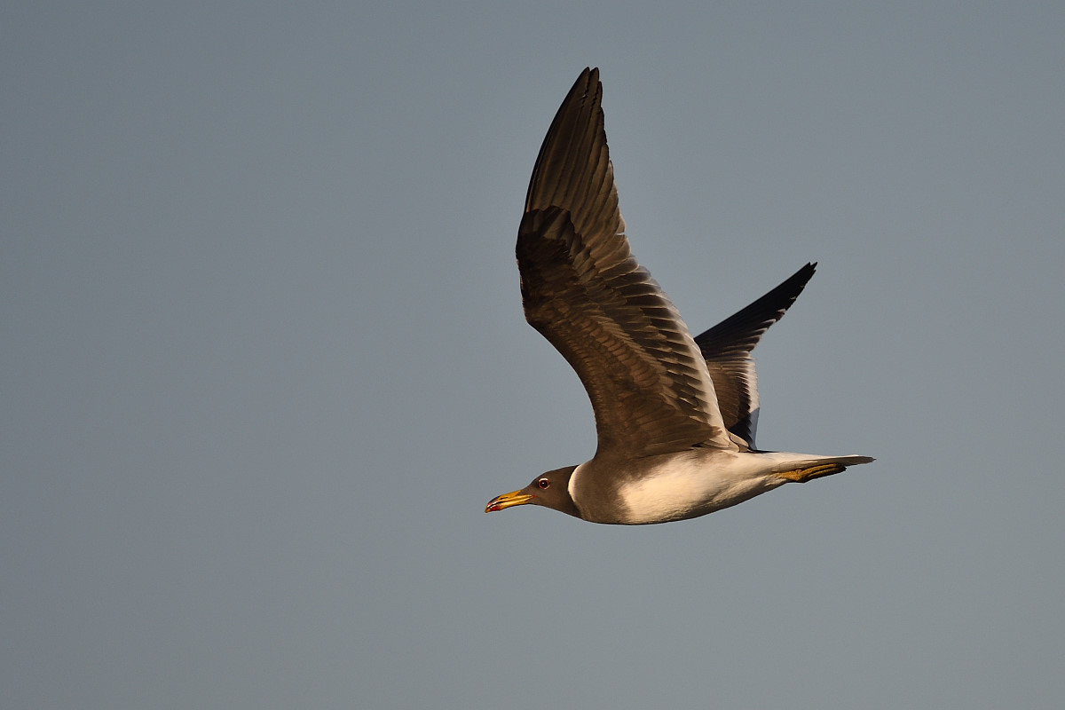 gabbiano dal collare o fuliginoso