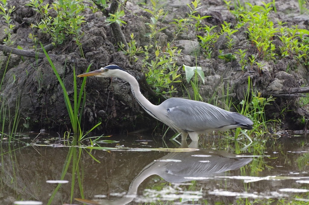 Airone cenerino (Ardea cinerea)