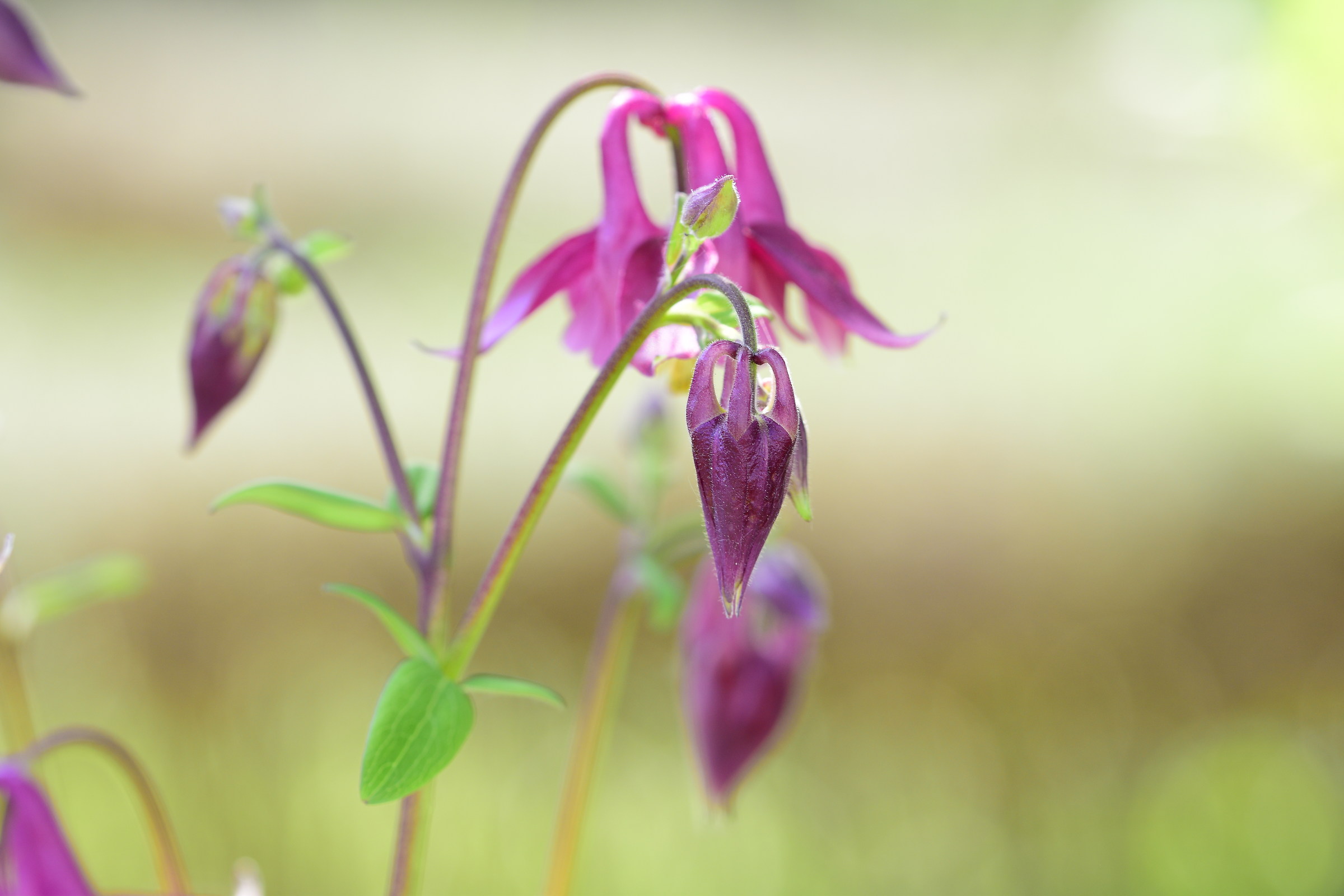 aquilegia