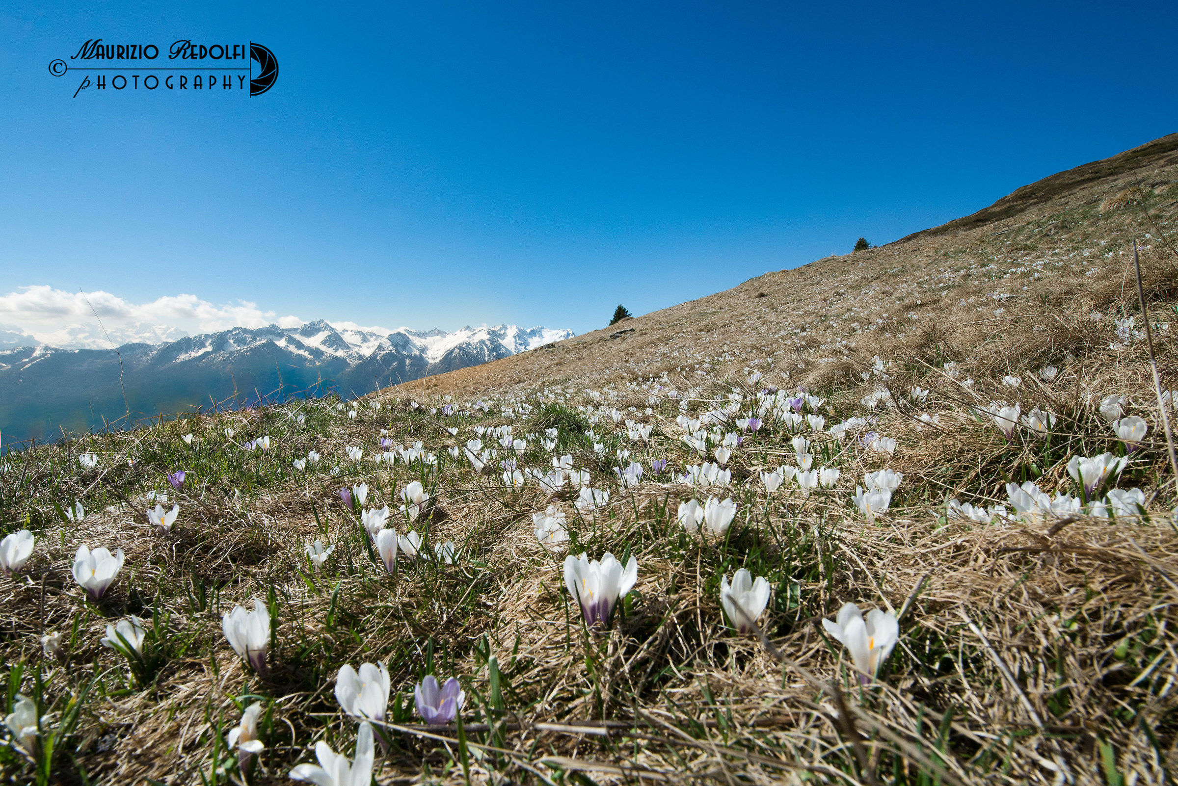 Bucaneve | Zafferano alpino | Crocus albiflorus