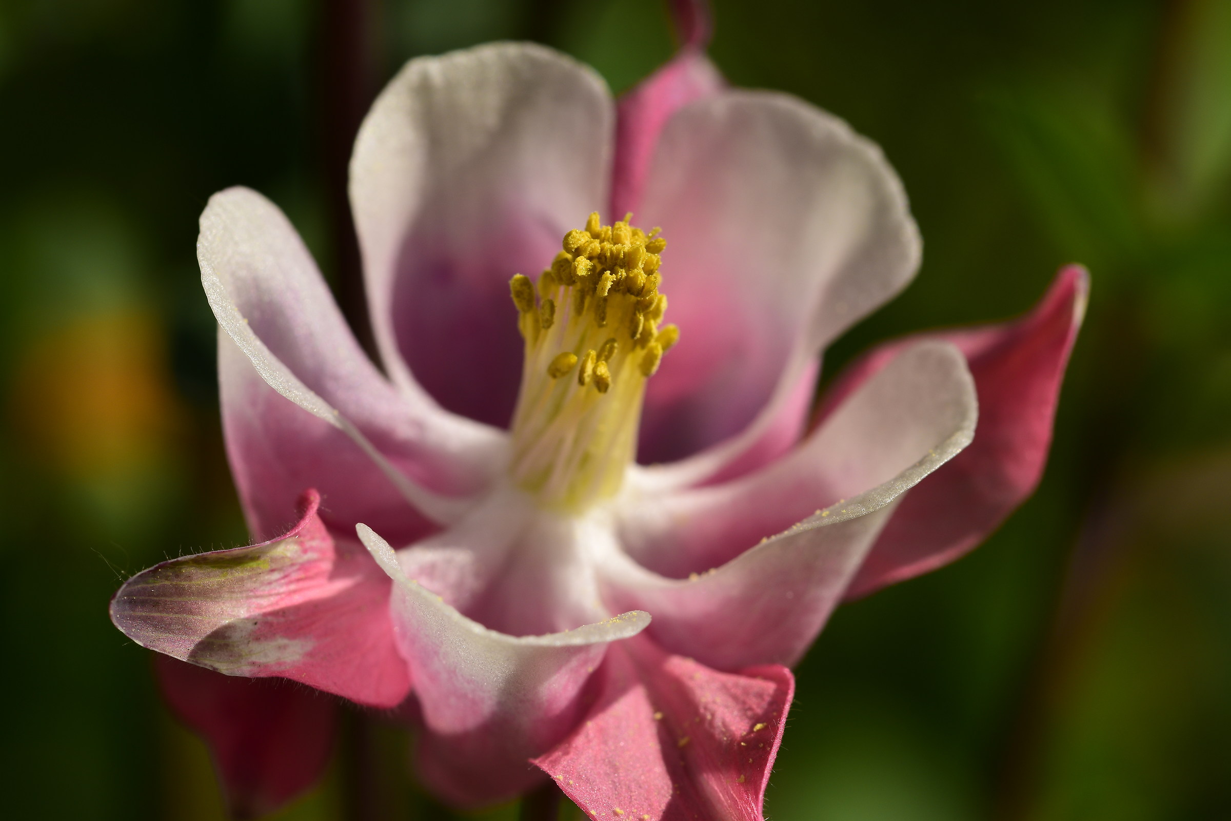 aquilegia 2