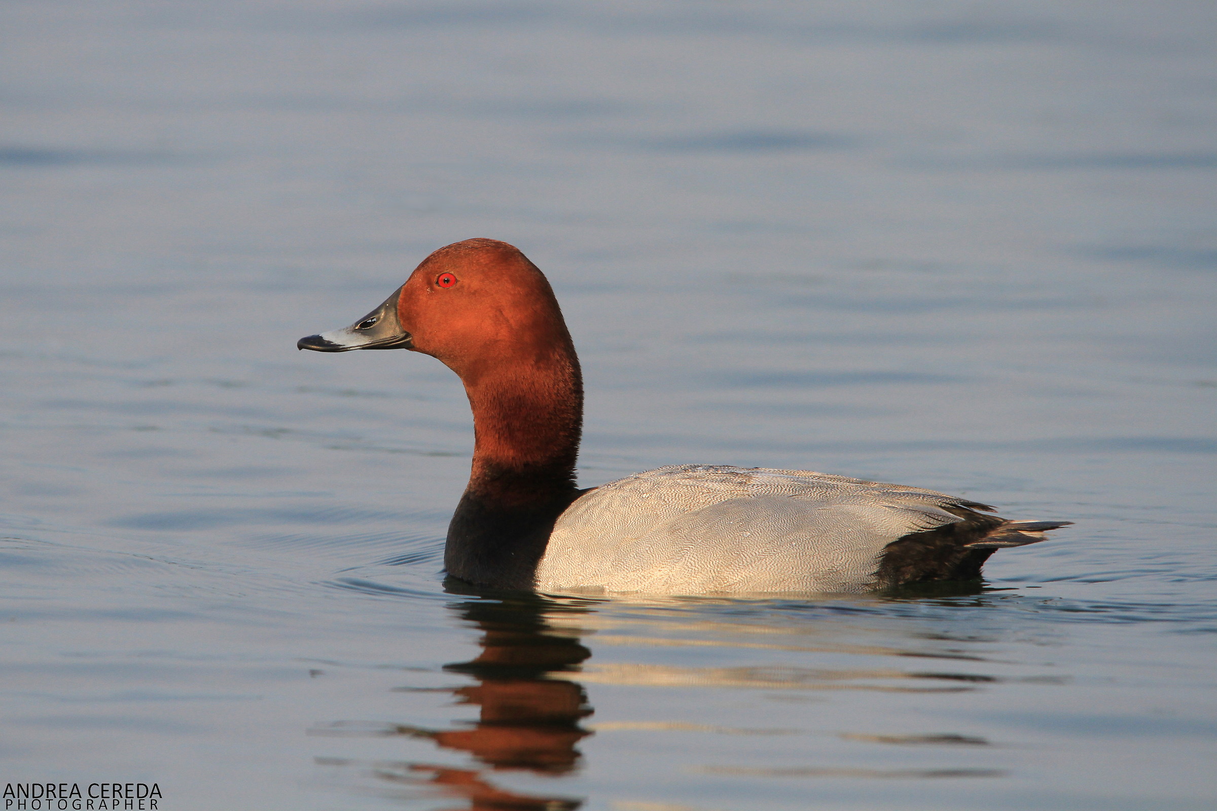 Aythya ferina - Moriglione maschio