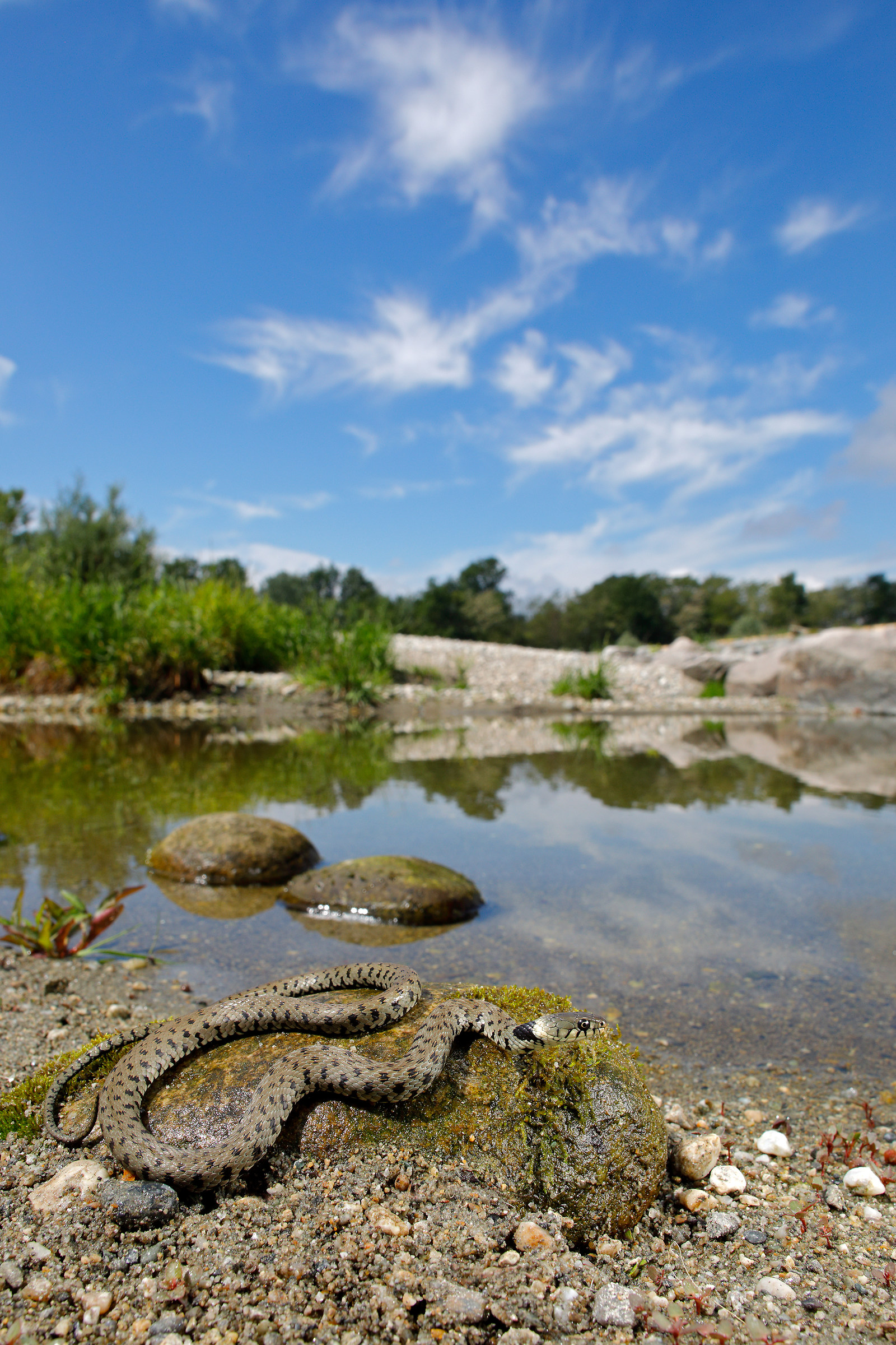 Natrix from the collar