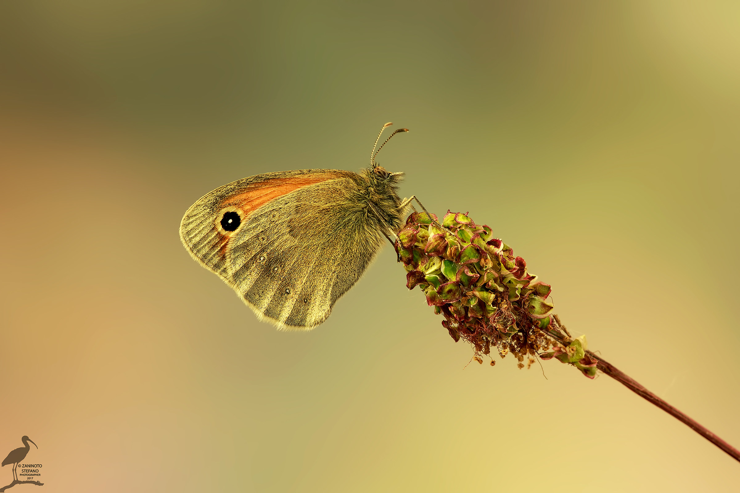 Coenonympha pamphilus