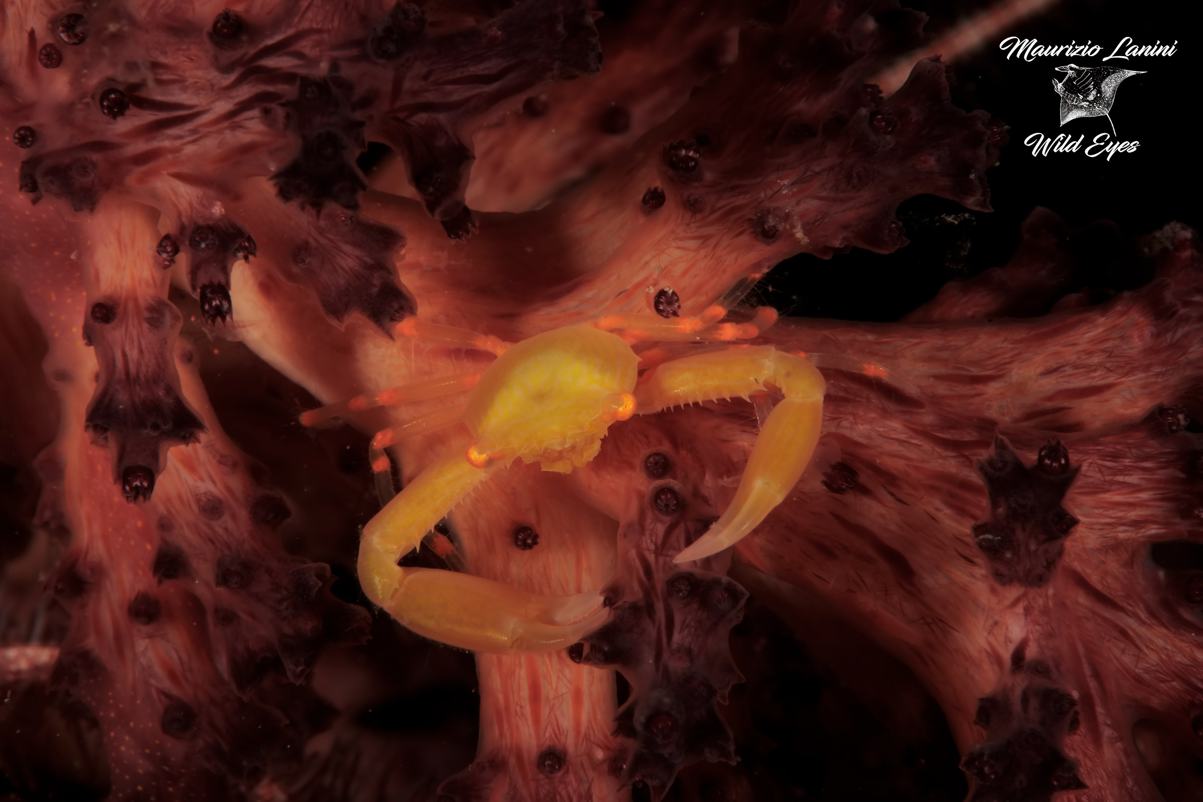 Granchio coronato dei coralli