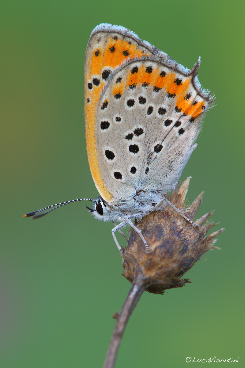 Lycaena thersamon