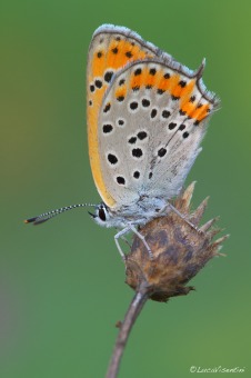 Lycaena thersamon