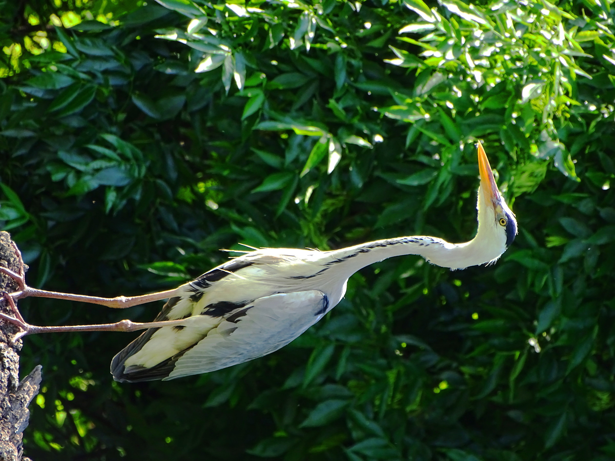 Ardea cinerea