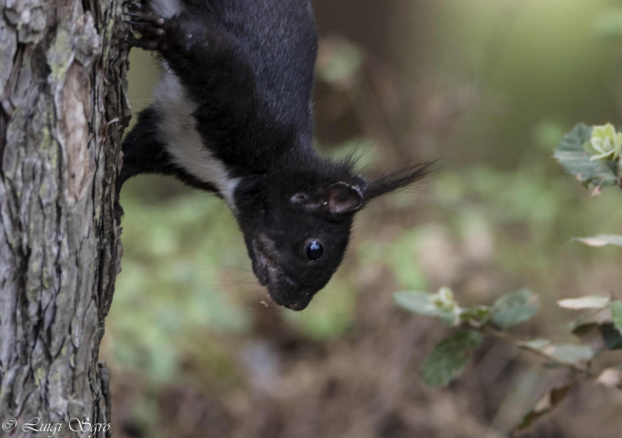 Sciurus Meridionalis (Southern Squirrel)