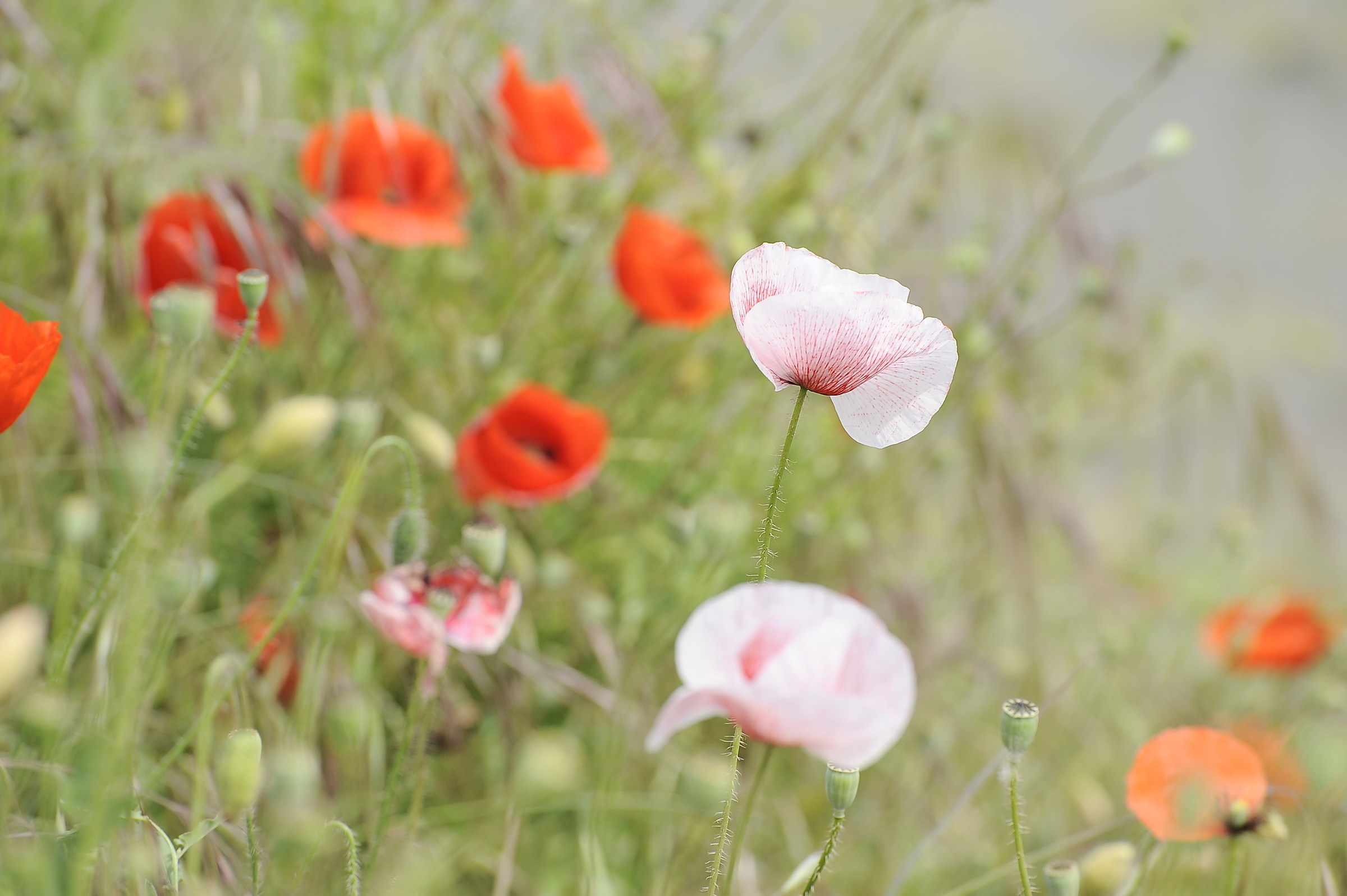 Poppies