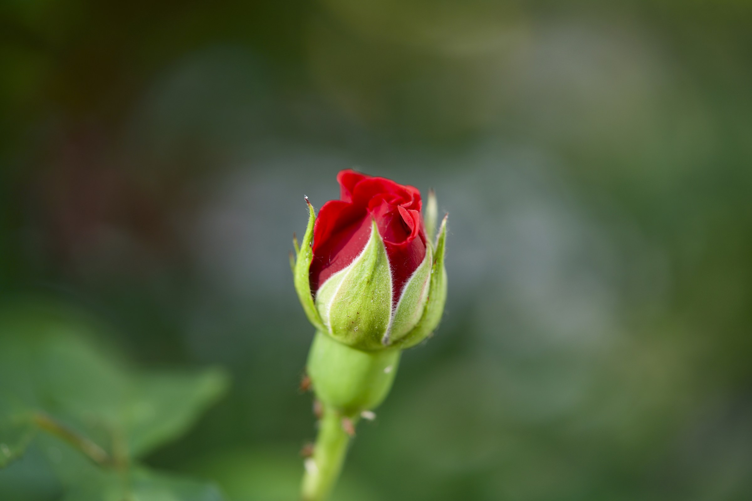 Holiday at the Court of France