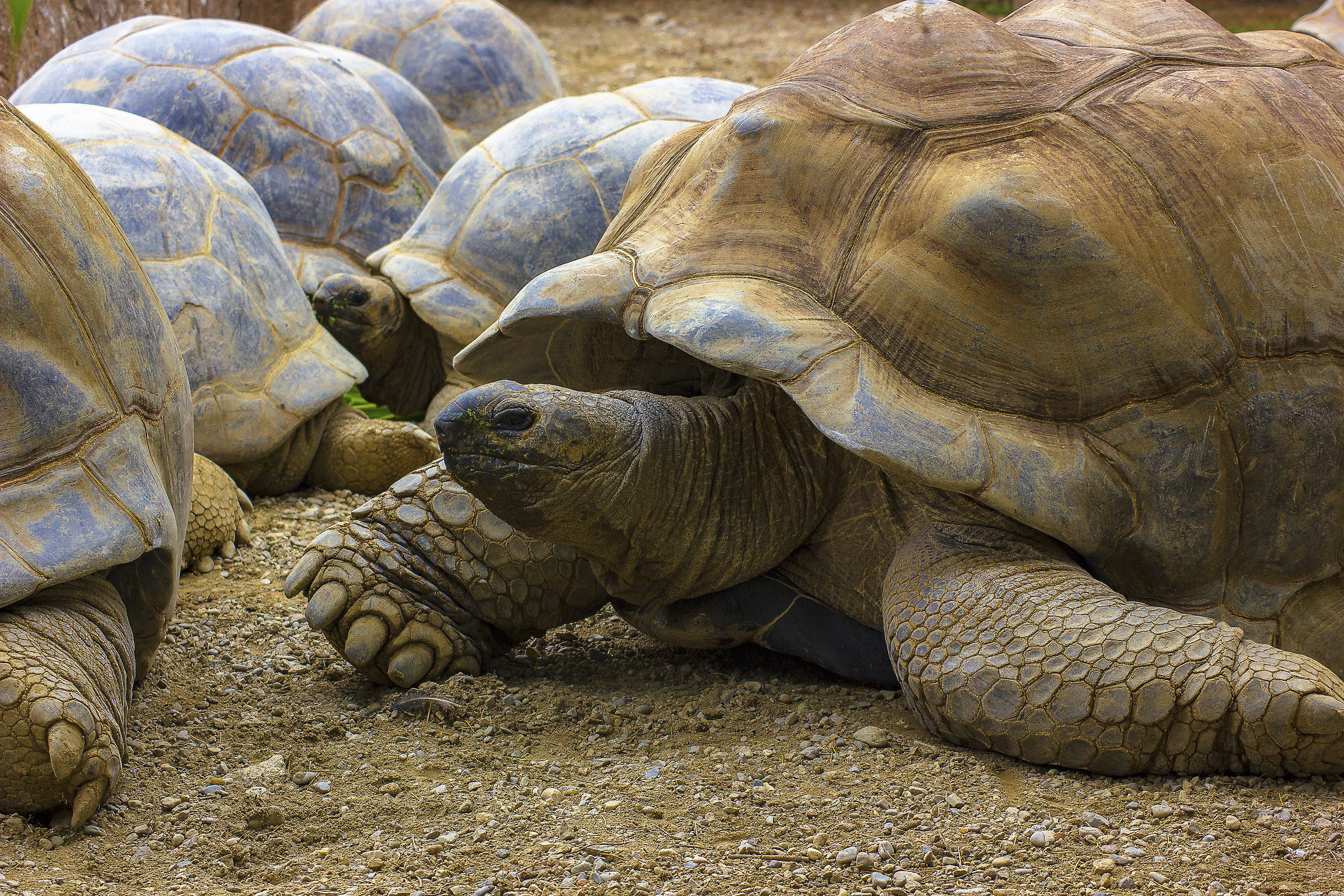 Certi giorni ci si sveglia leoni... altri tartarughe
