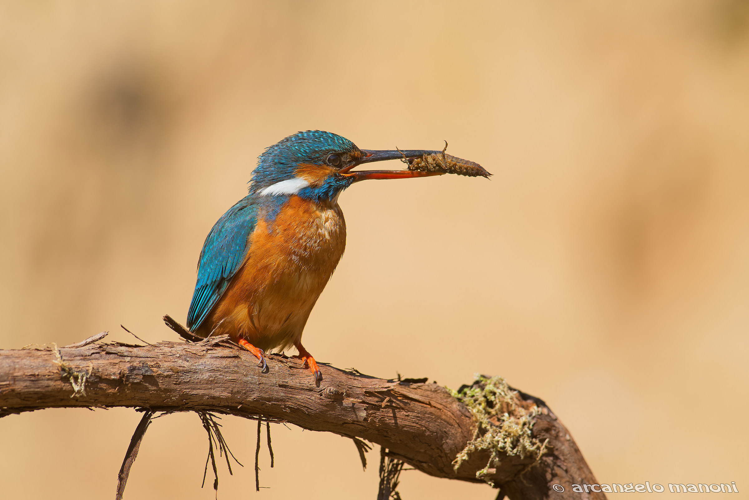 Diet exchange for nidiacles