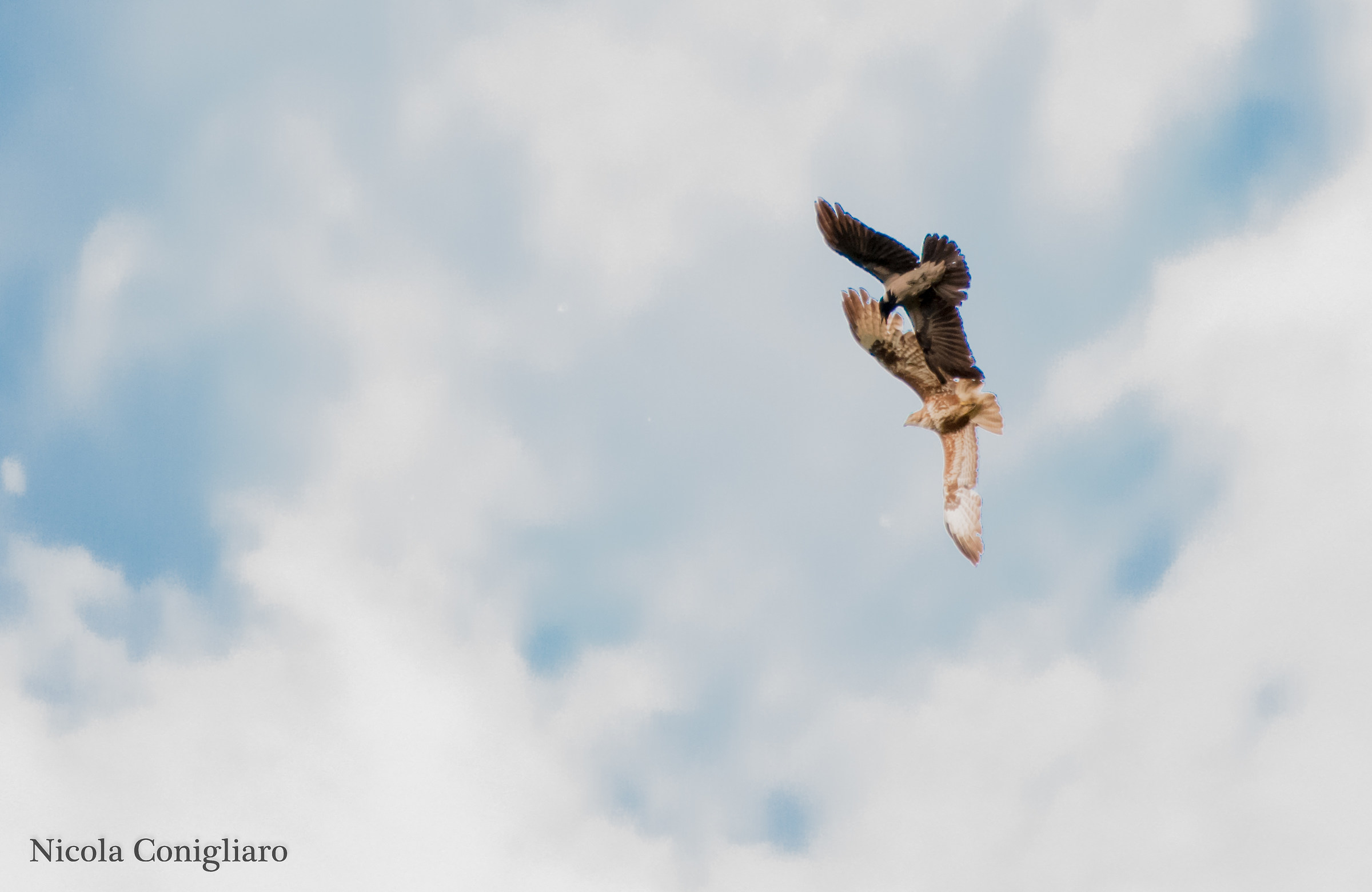 La cornacchia e la poiana