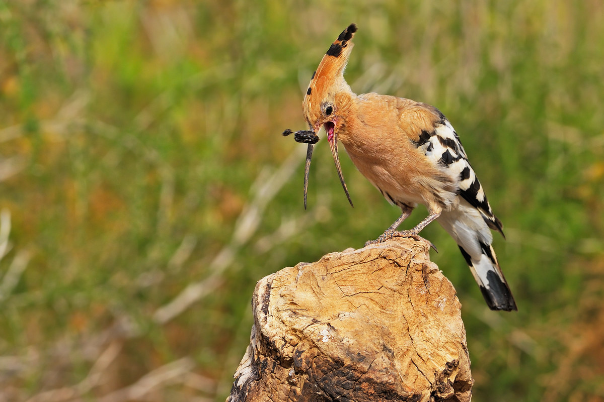 Hoopoe