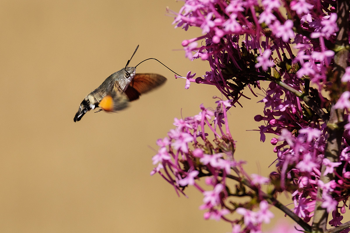 Farfalla colibrì.