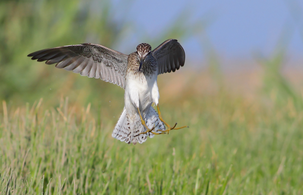 Pyro piro boschereccio