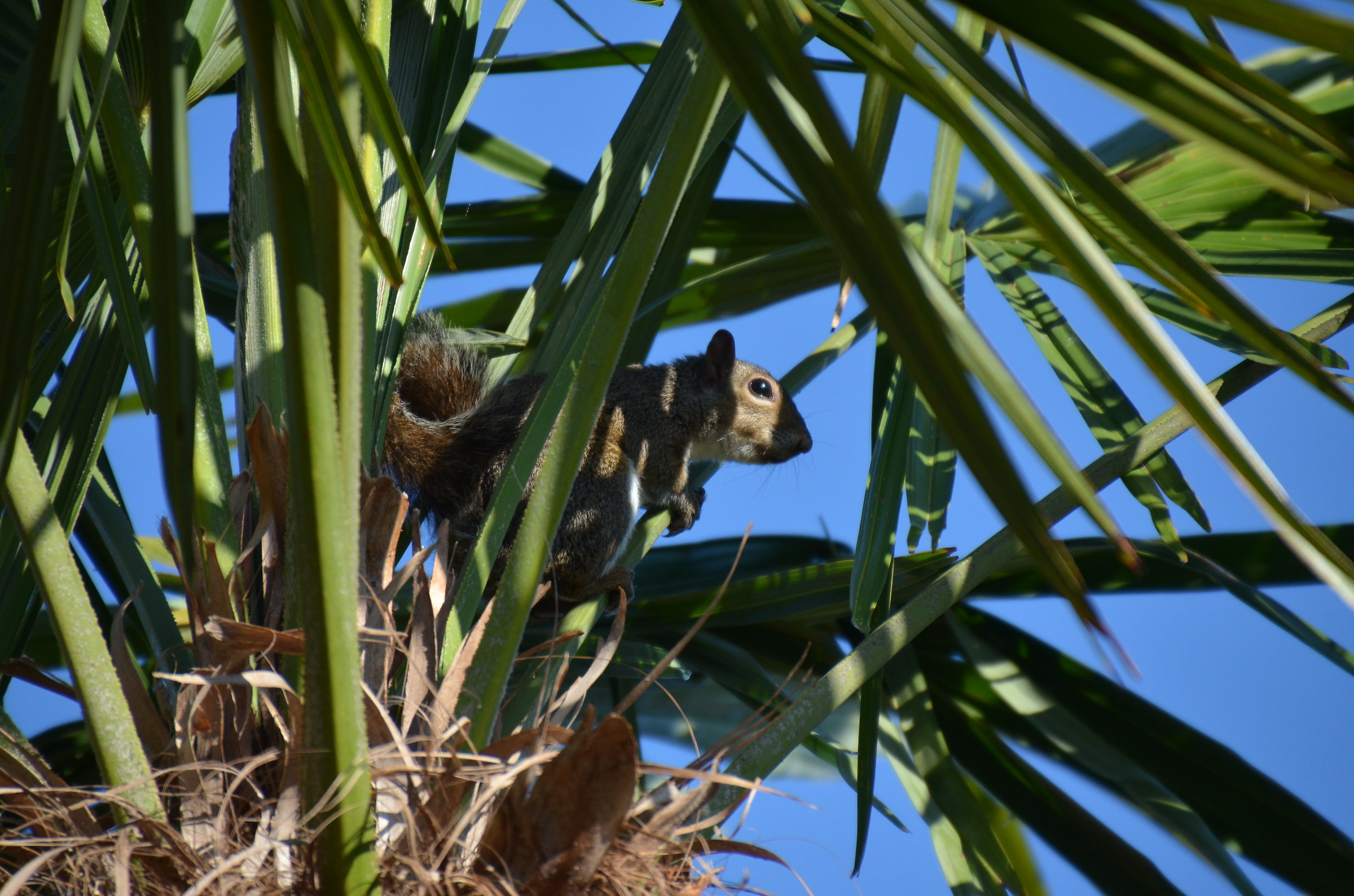 sulla palma mi sento più tranquillo
