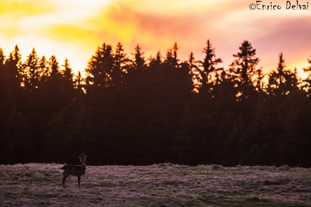 Scenari incantati di una serata seguendo caprioli...