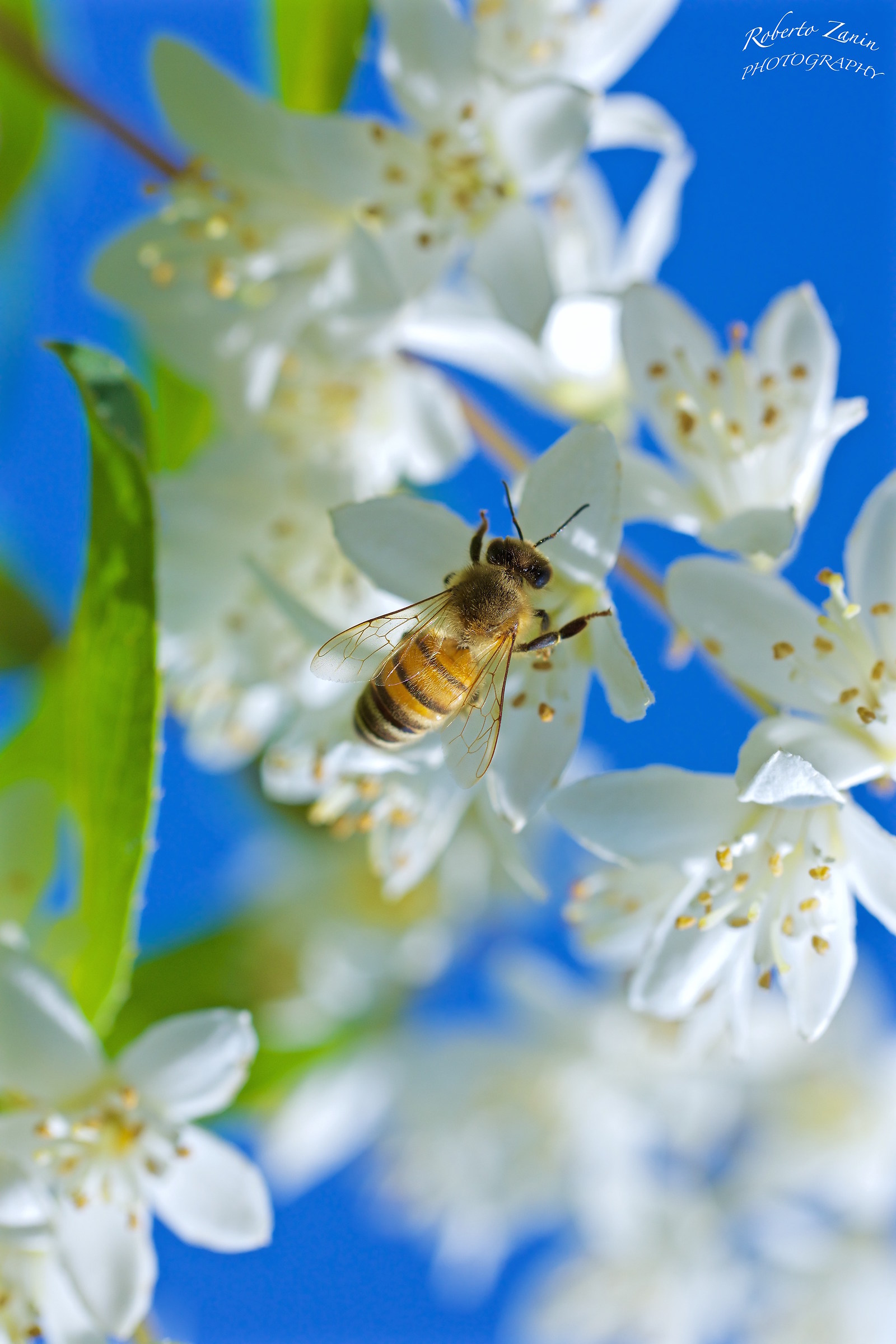 Between the bushes ....... in May