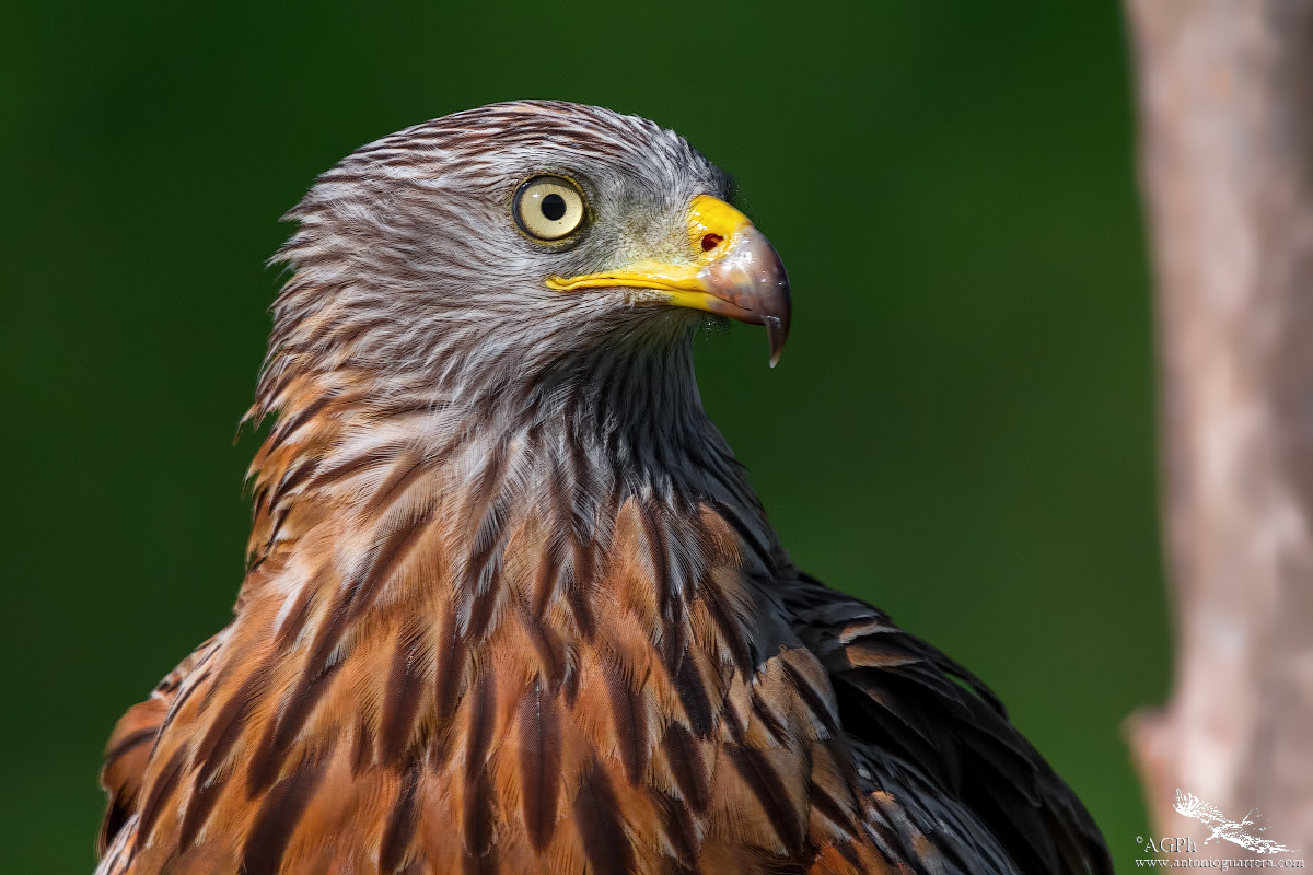 Portrait of Royal Nibble