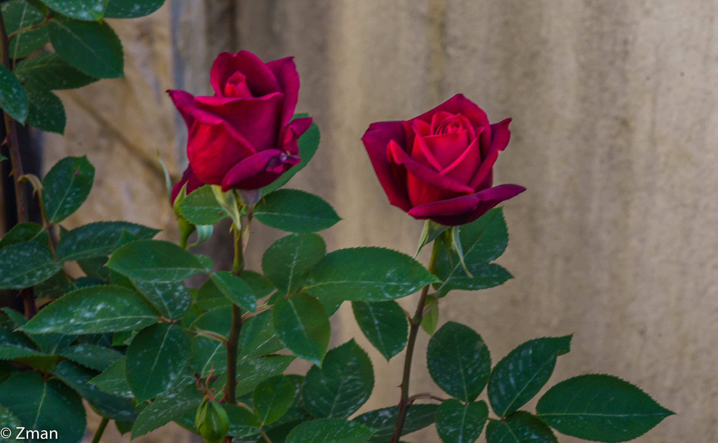 Rose rosse