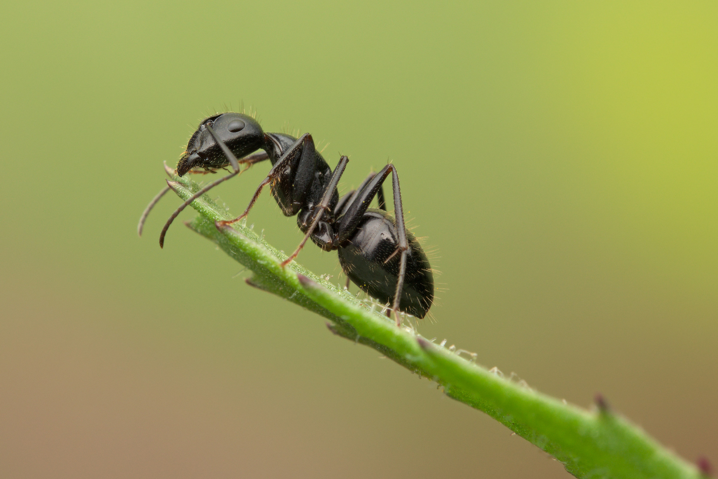 Ant