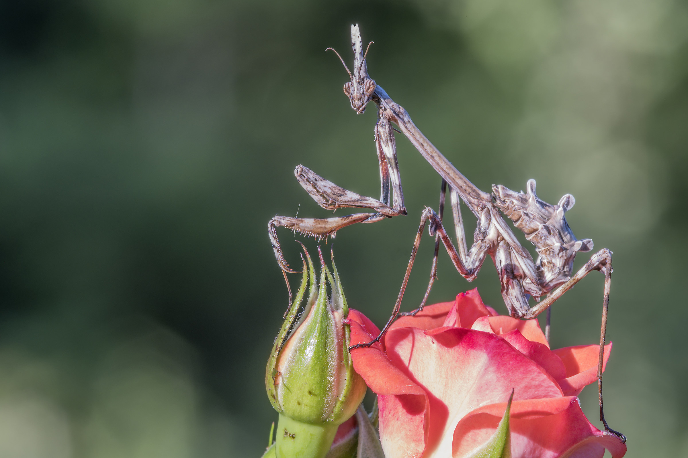 Empusa young pennata