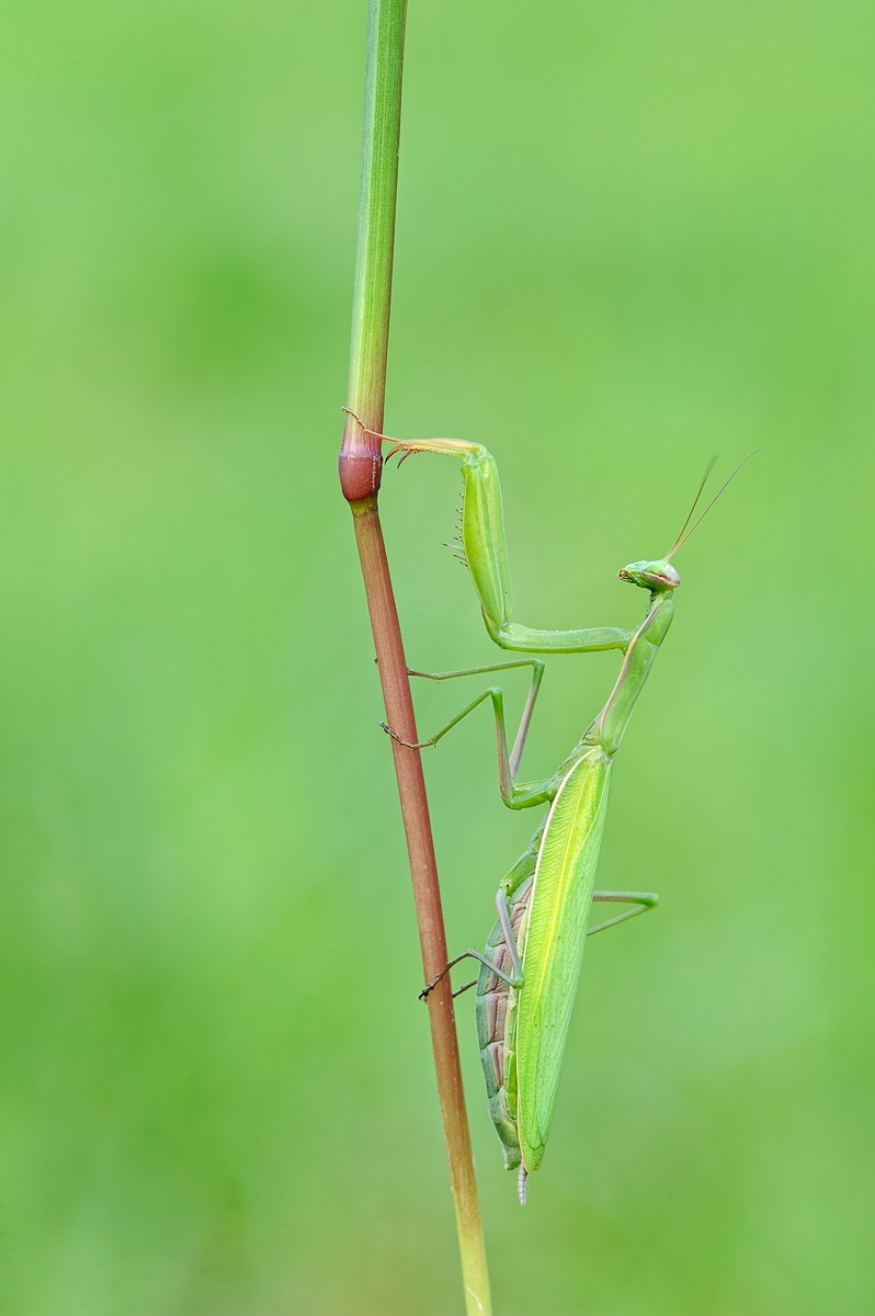 Praying Mantis