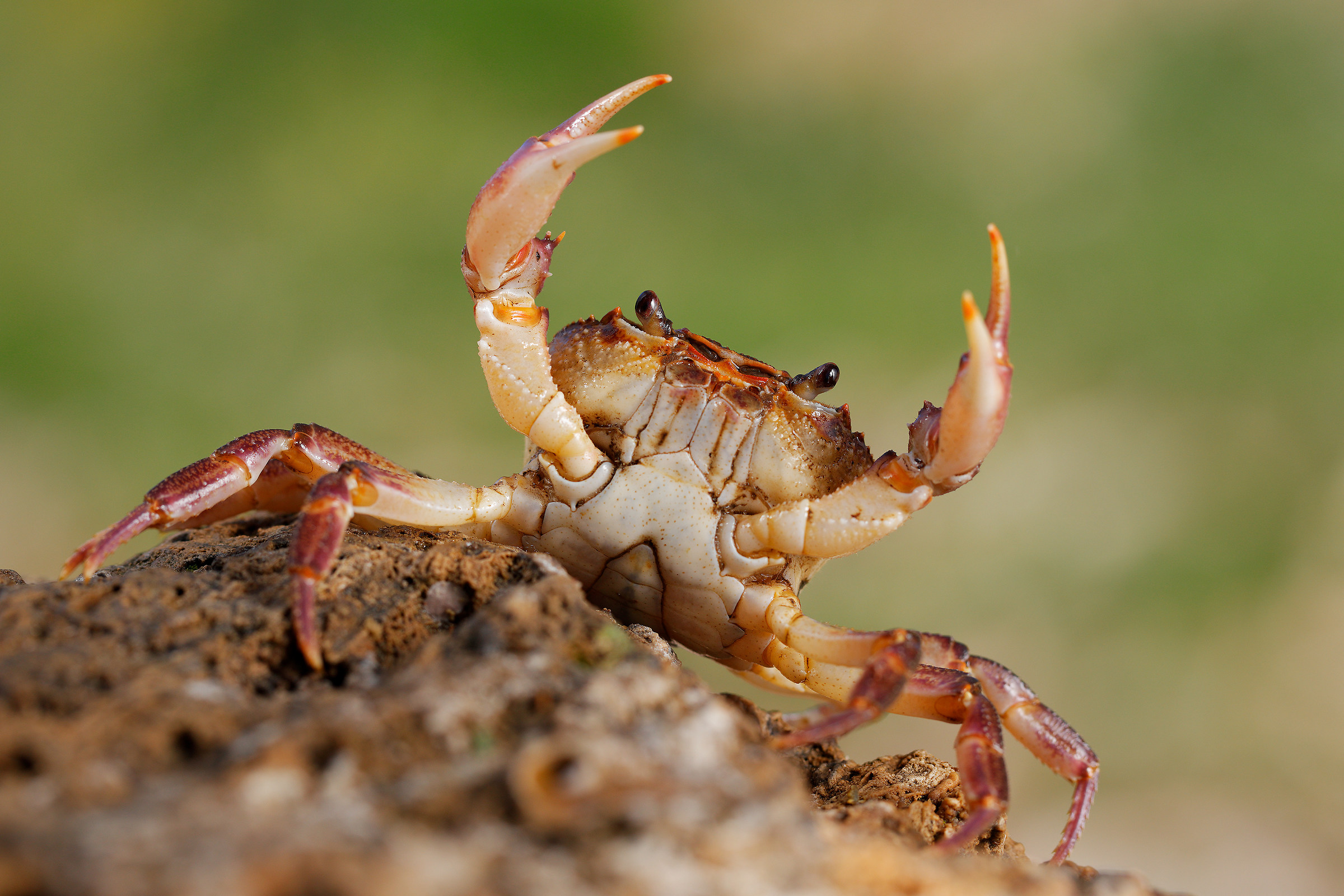 River crab