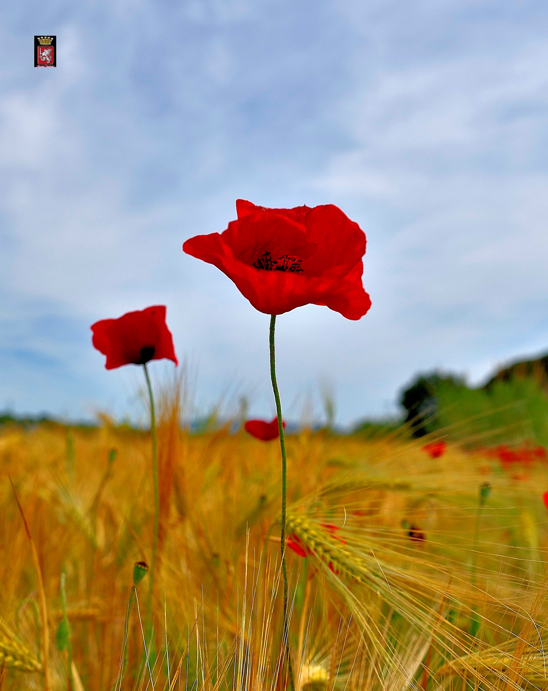 Poppies
