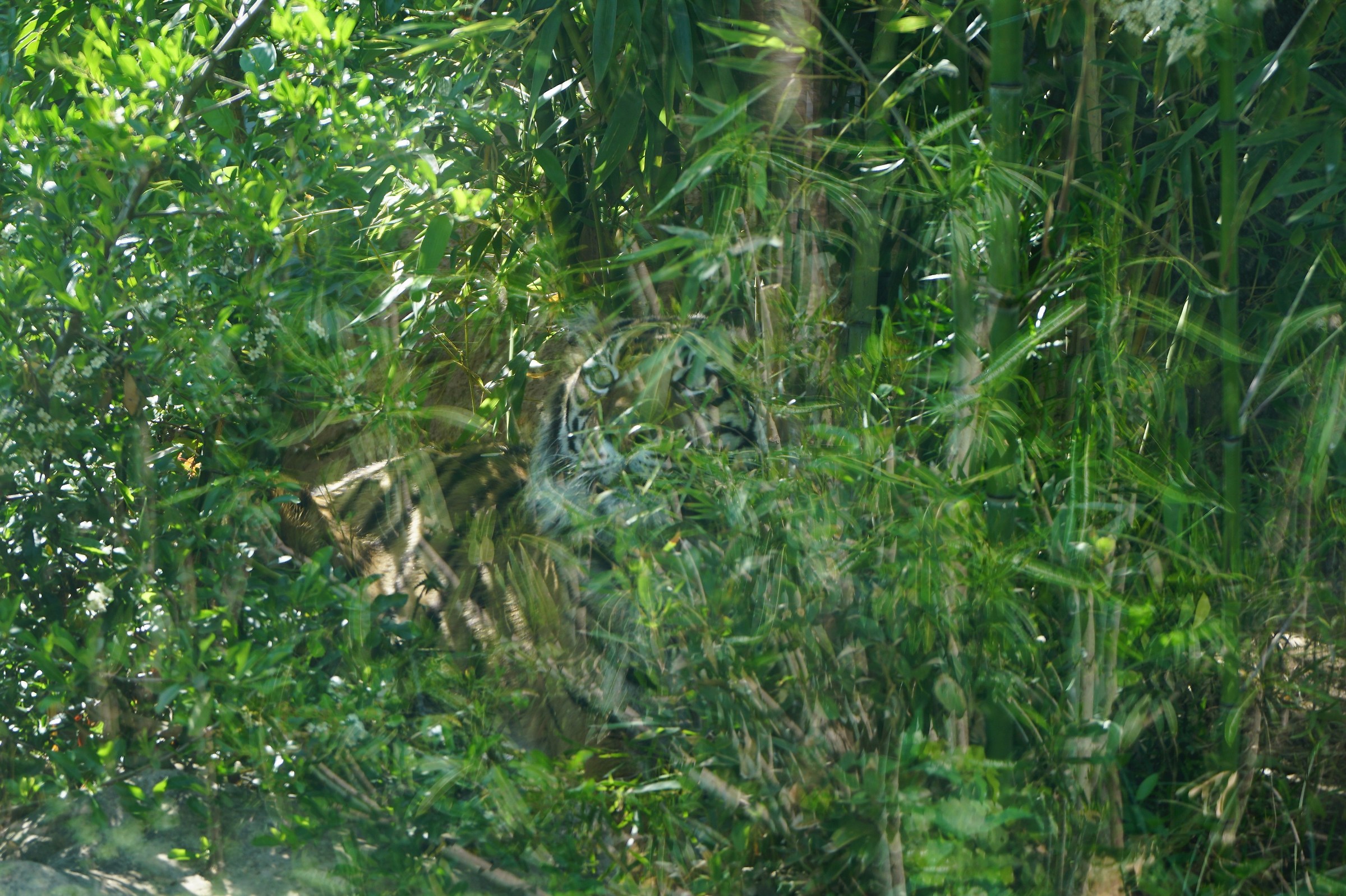 The look between the canes