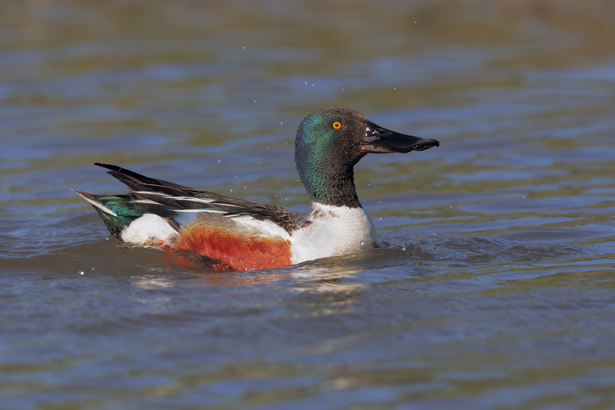 Shoveler