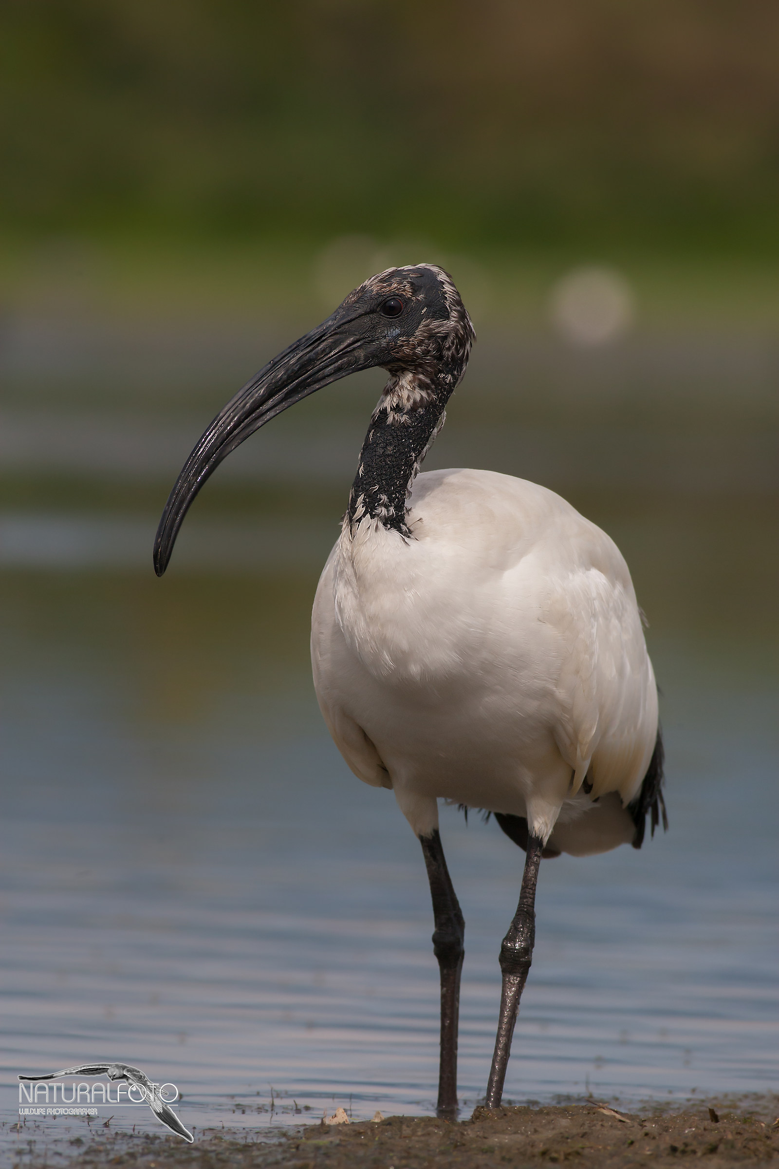 Ibis, 10 mpix