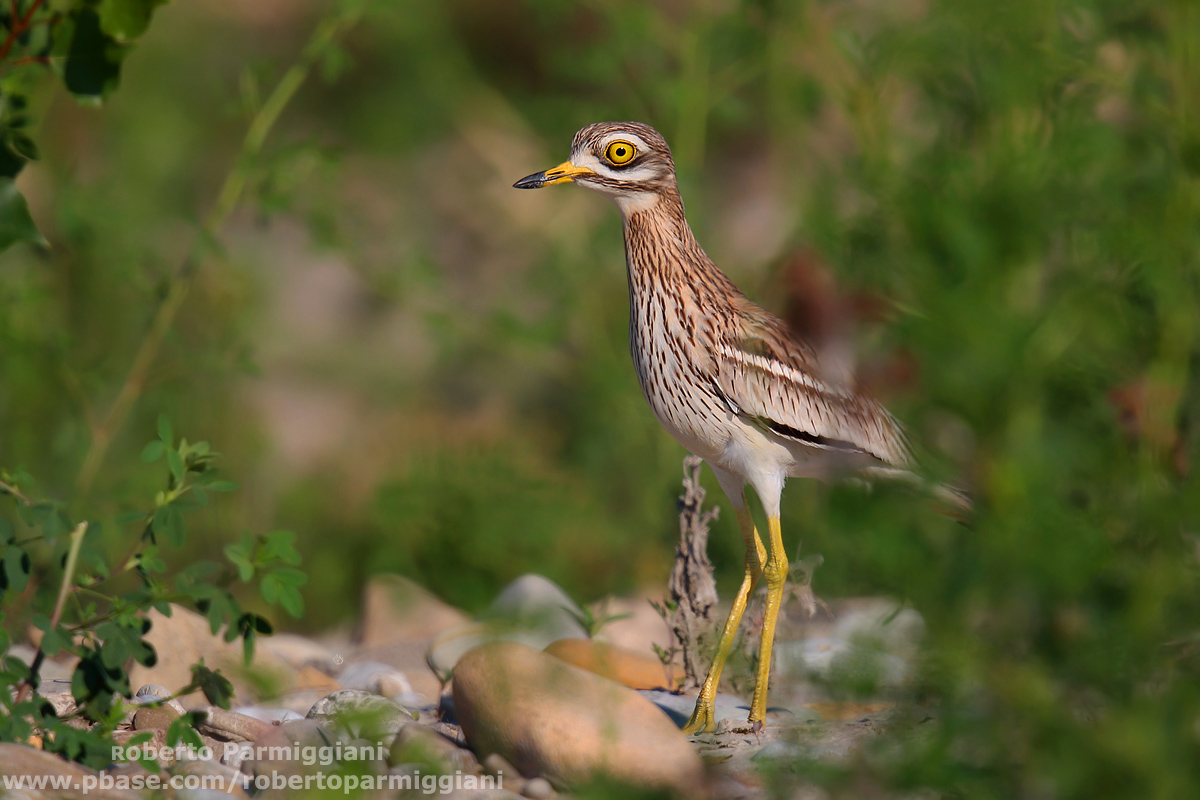 Il fantasma del fiume