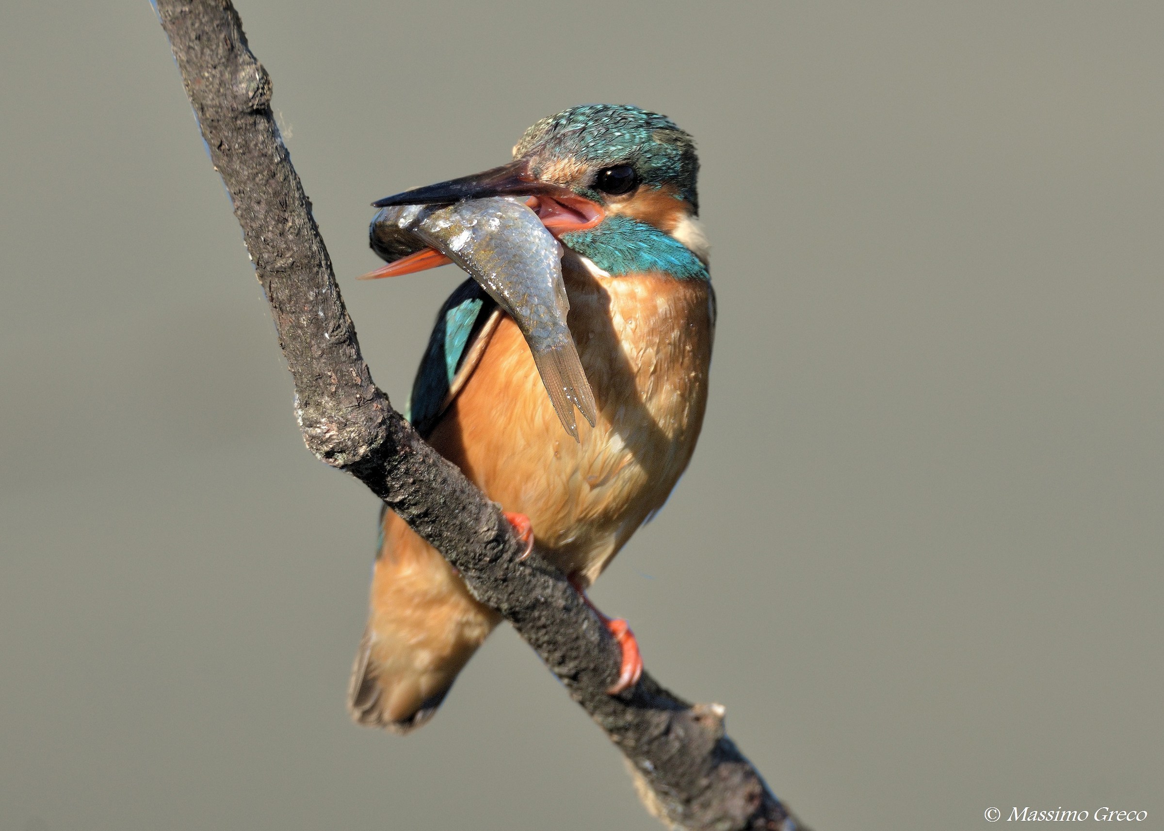 Martin pescatore con preda