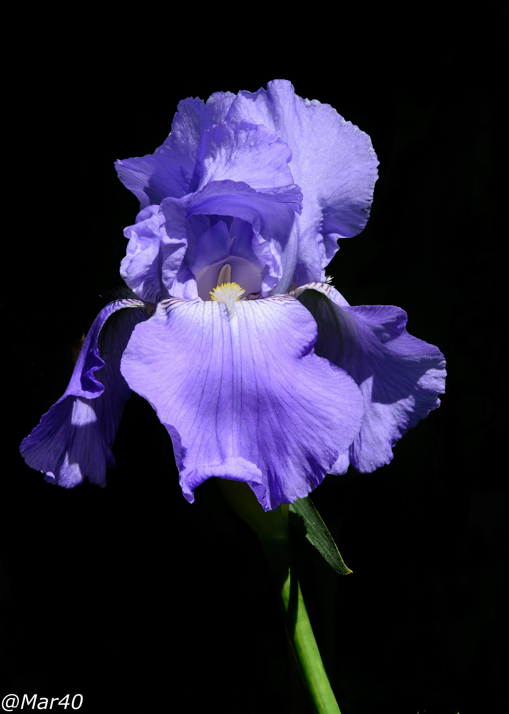 Iris