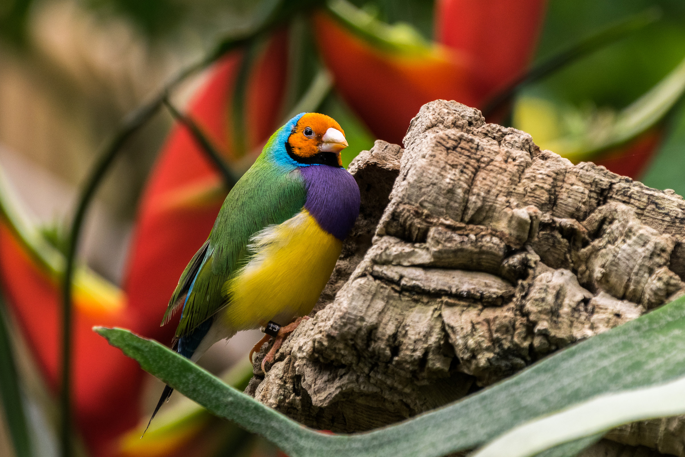 Gouldian Finch