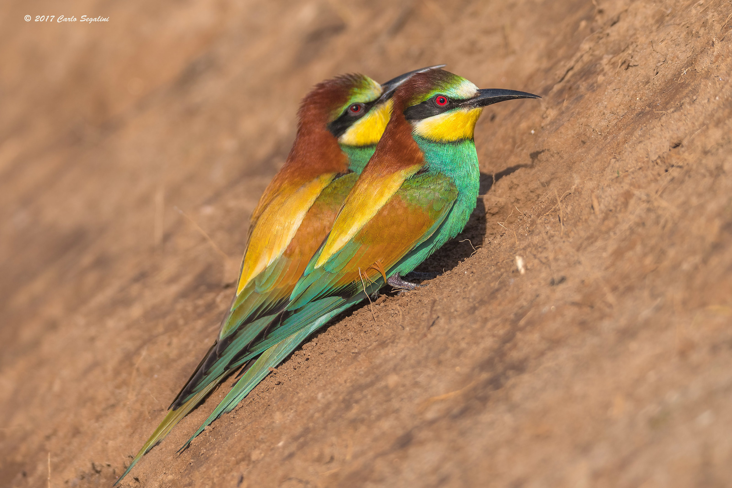 bee-eaters