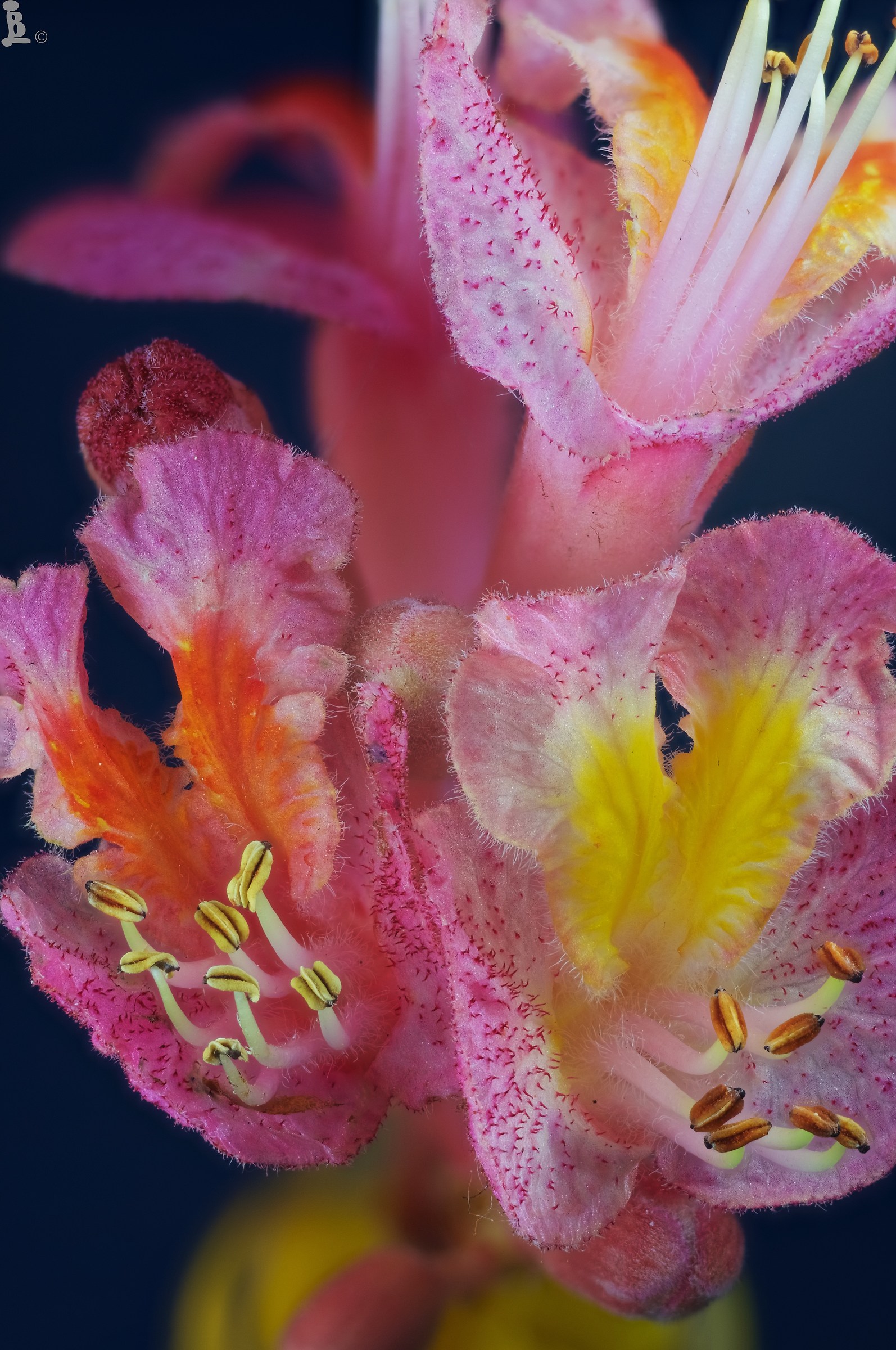 Horse Chestnut Flowers 4