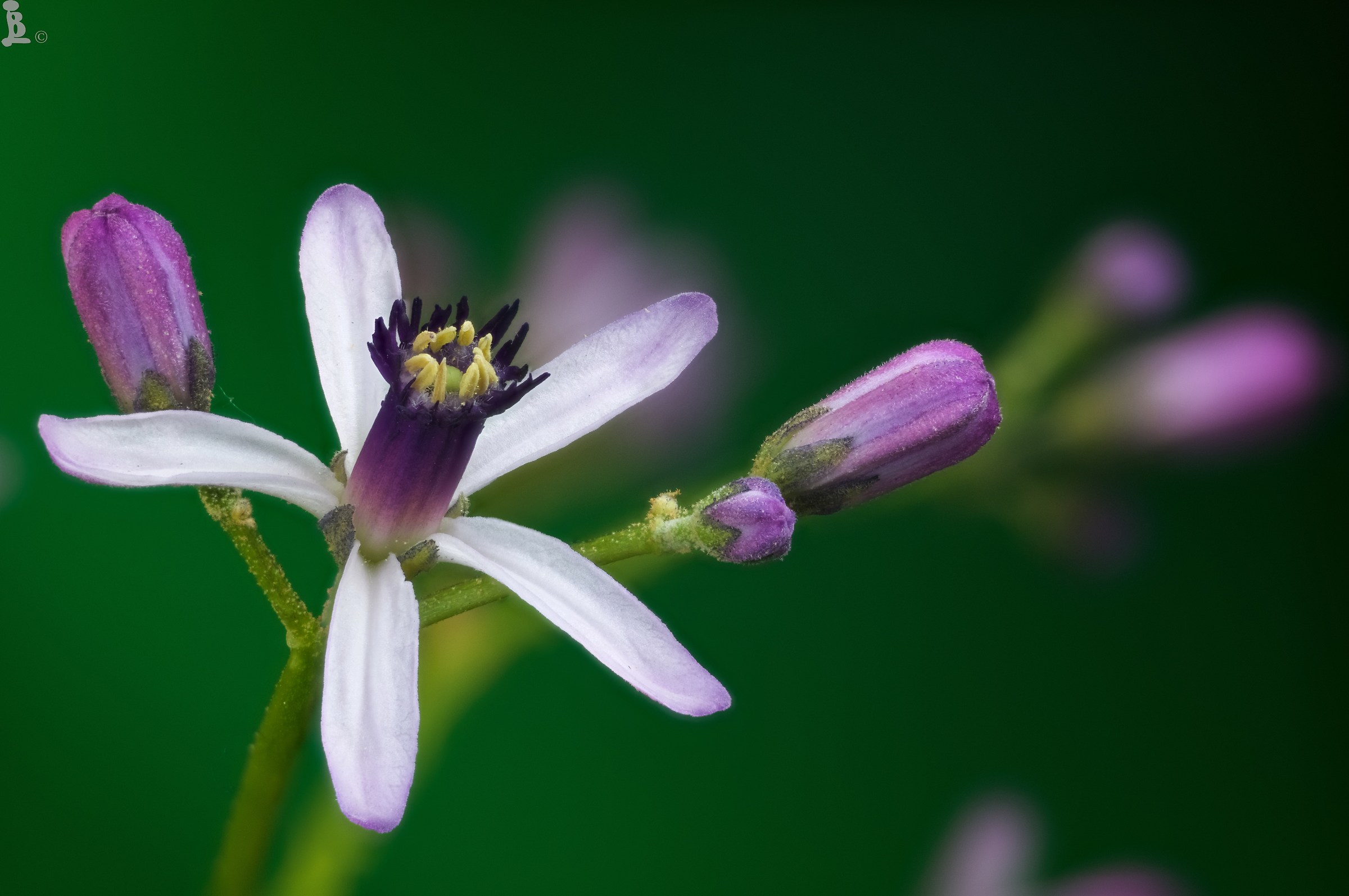 Garden tree flower
