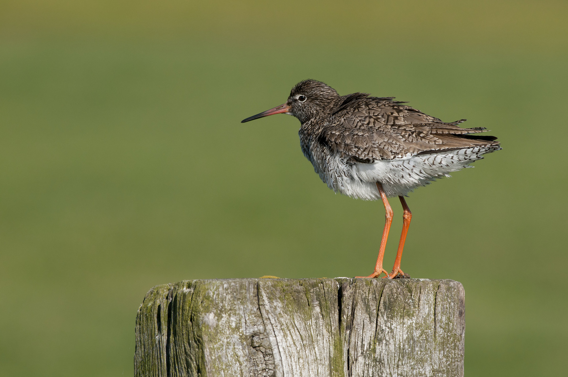 redshank