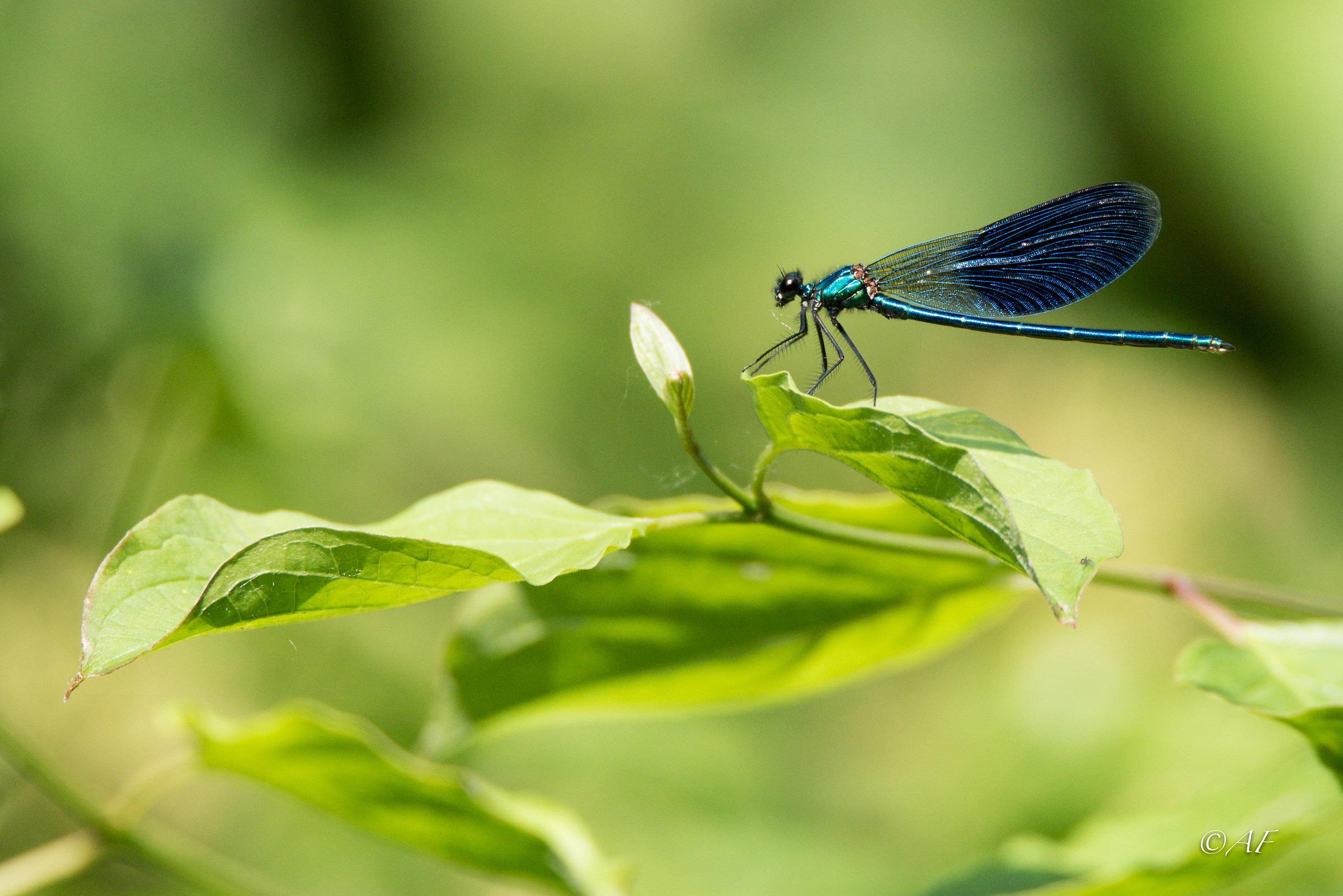 Calopteryx splendens little boy