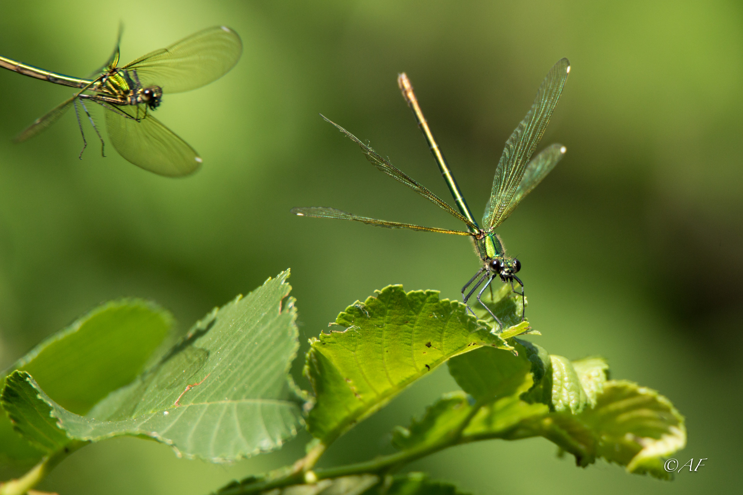 Calopteryx splendens femminuccia
