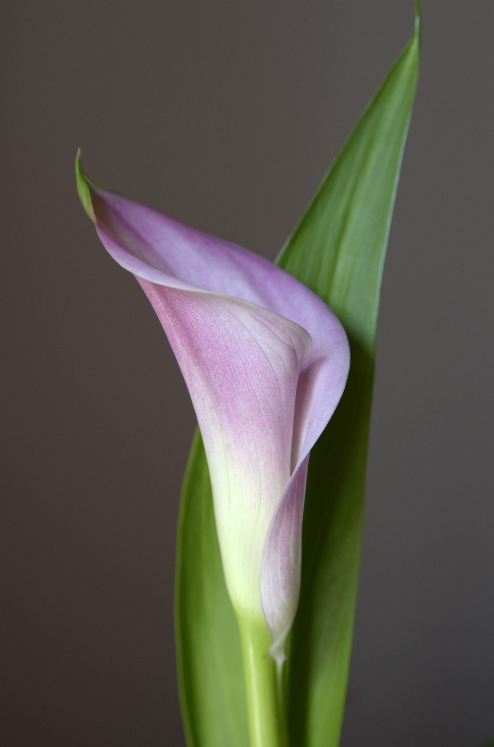 Calla