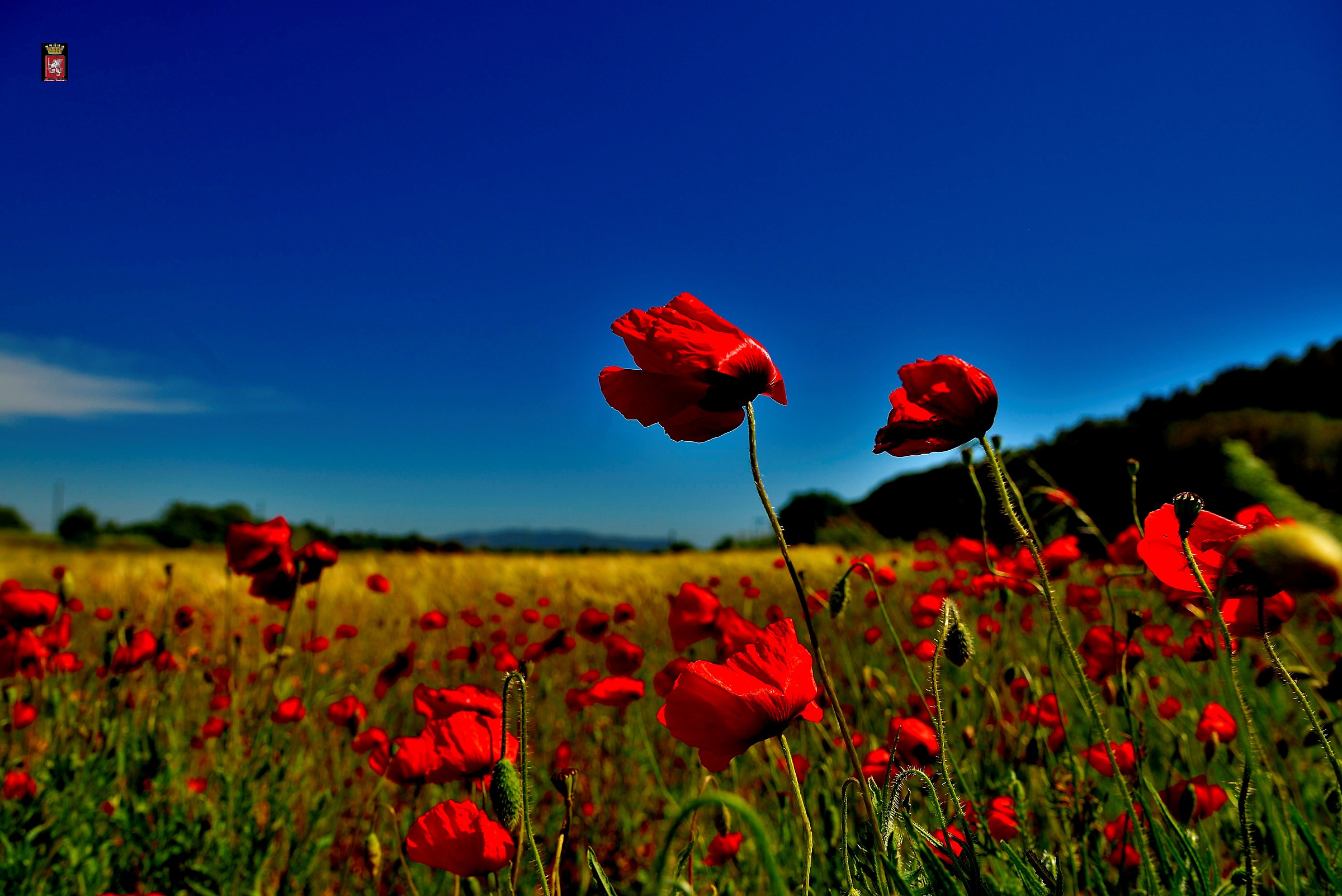 Wheat and poppies